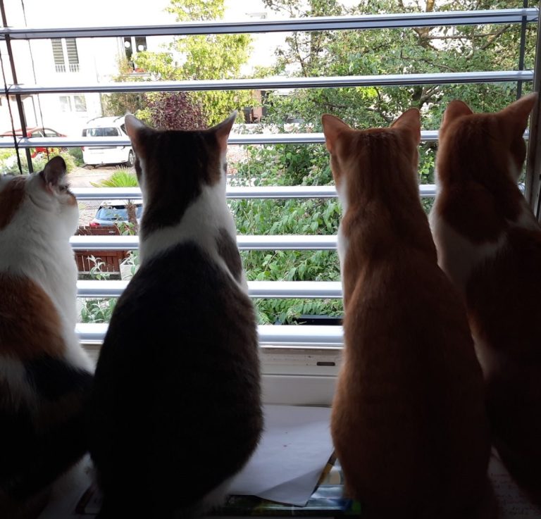 Bild der 4 Familienkatzen